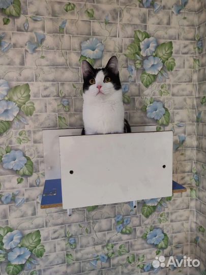 Подросток Милагрос в поисках дома