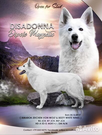 Кобель бшо для вязки