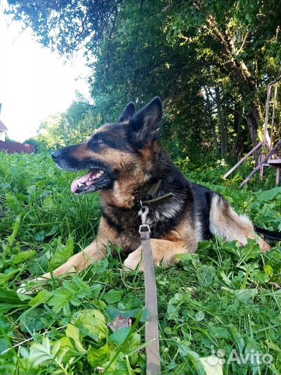 Собака в добрые руки отдам бесплатно