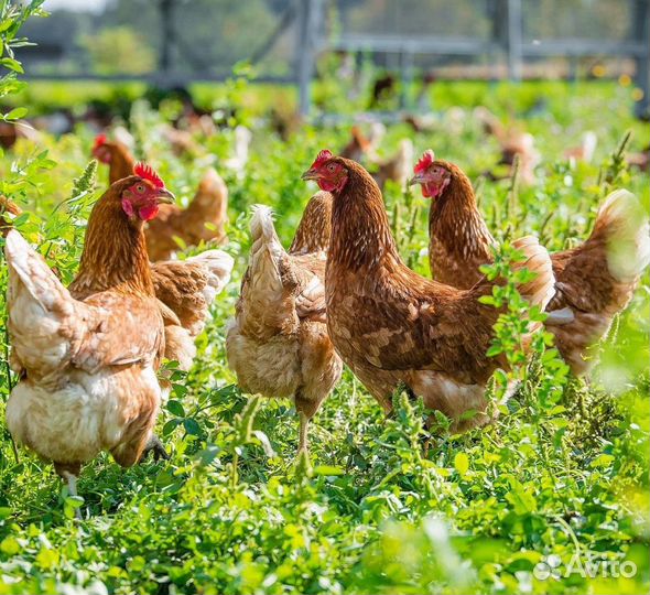 Куры несушки