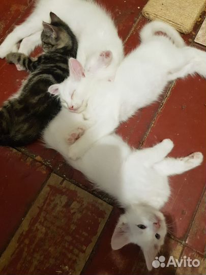 Котята турецкой ангоры