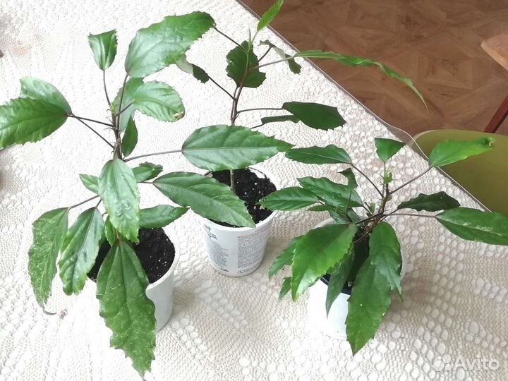 Гибискус купера