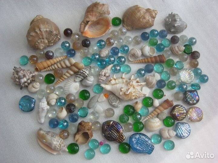 Морские ракушки