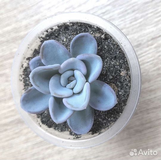 Суккуленты разные