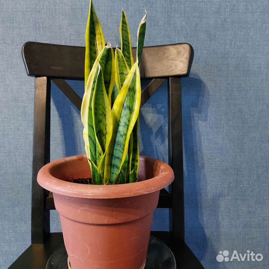 Сансивьера