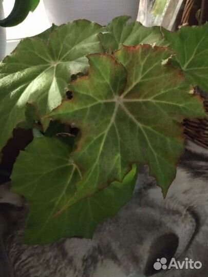 Цветы для офиса