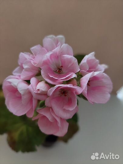 Пеларгония, герань