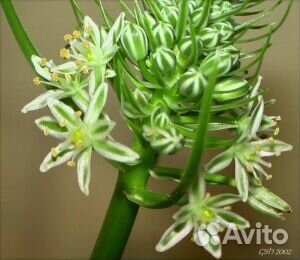 Индийский (китайский) лук