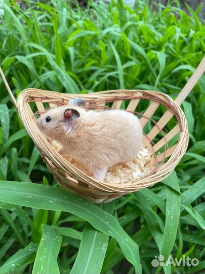 Сирийские и джунгарские хомяки