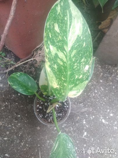 Филодендрон Green Congo marble