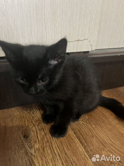 Отдам в добрые руки котят