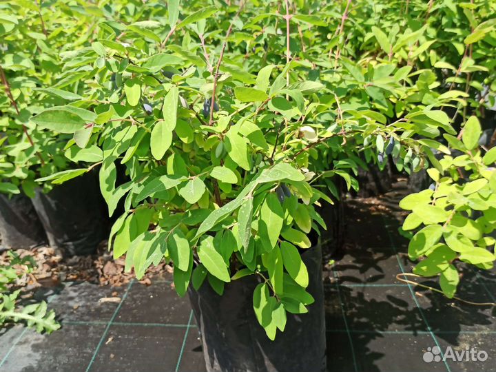 Жимолость 3-летки в зкс