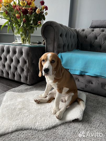 Вязка кобель бигль