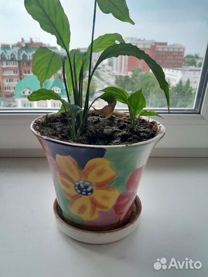 Спатифиллюм