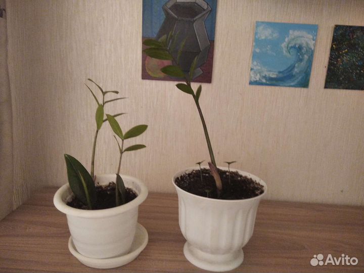 Замиокулькас