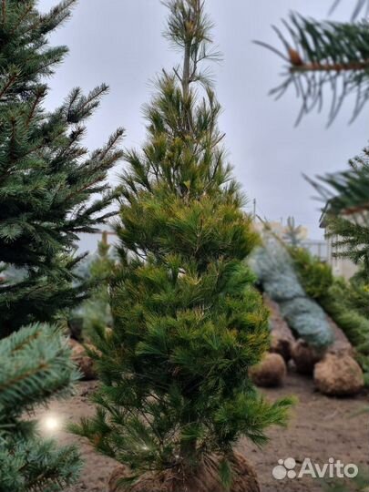 Сосна Веймутова