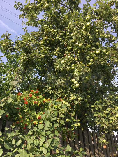 Участок 38 сот. (ИЖС)