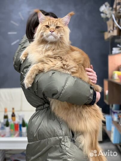 Вычес и стрижка Мейн-куна