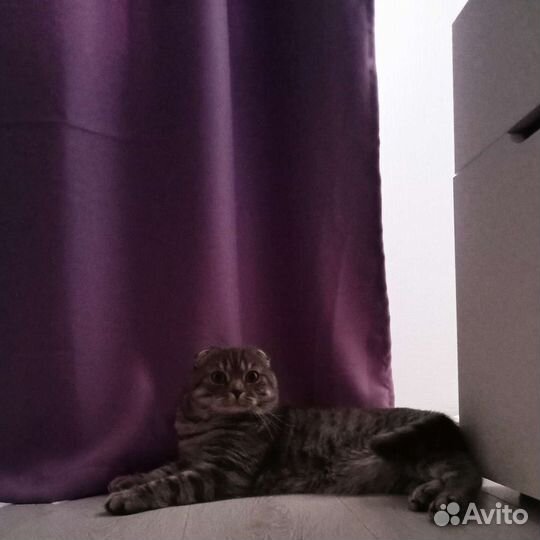 Зоуняня, передержка животных,кошек, собак,растений