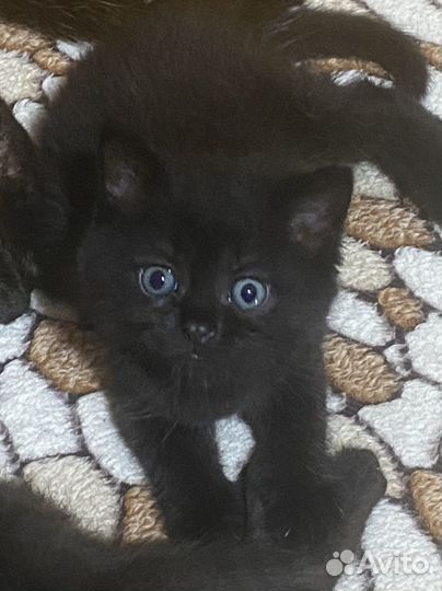 Кошка Британская и котята полубританцы