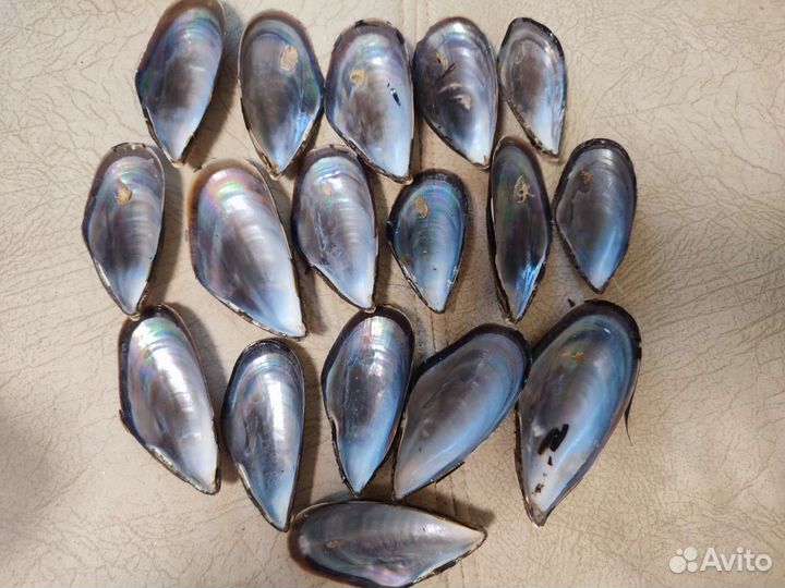 Раковины мидий