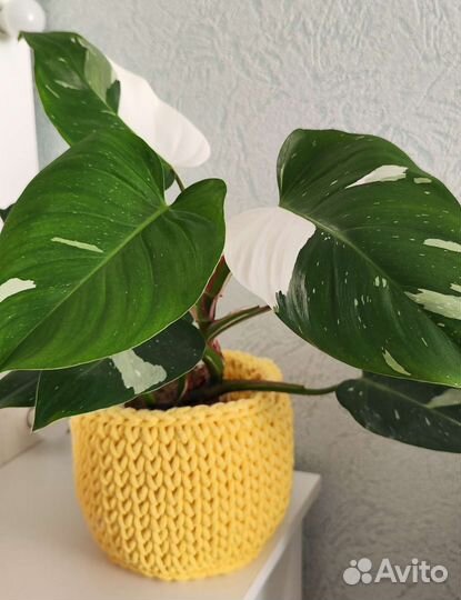 Кашпо, ящики, горшки