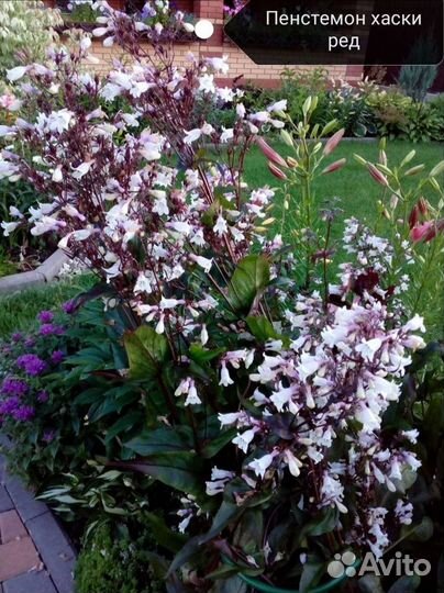 Многолетники