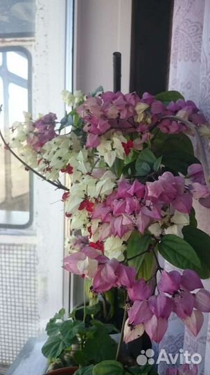 Продам цветы комнатные