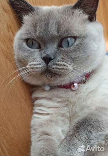 Кошка Тайская ориентальная