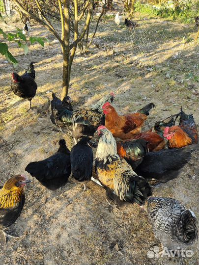 Молодые петухи