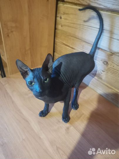 Котенок сфинкс