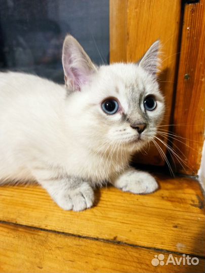 Кошки