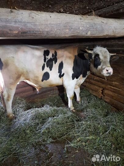 Быки на племя