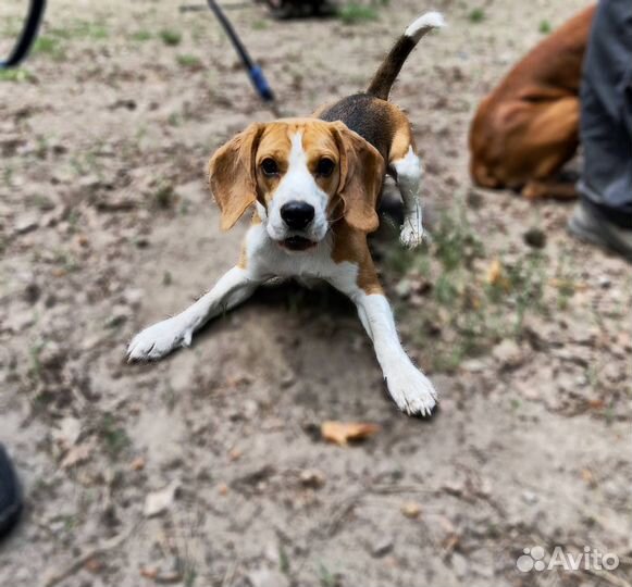 Передержка для Собак в Любящем Доме