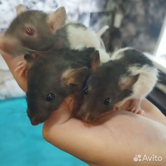 Крыса домашняя