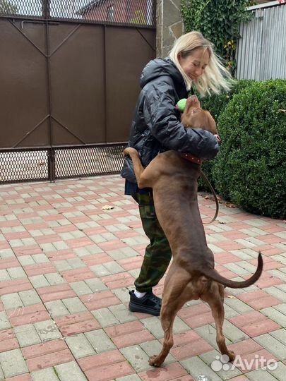 Передержка собак