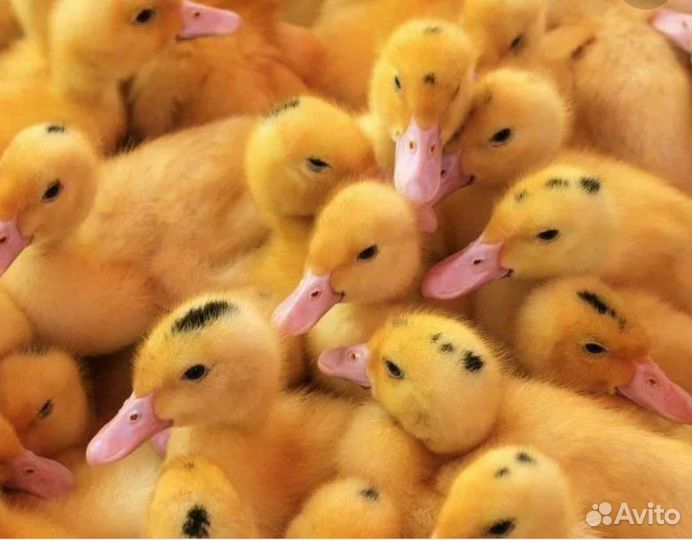 Утки- муларды