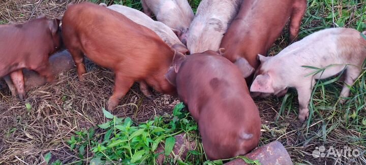 Хряк на племя