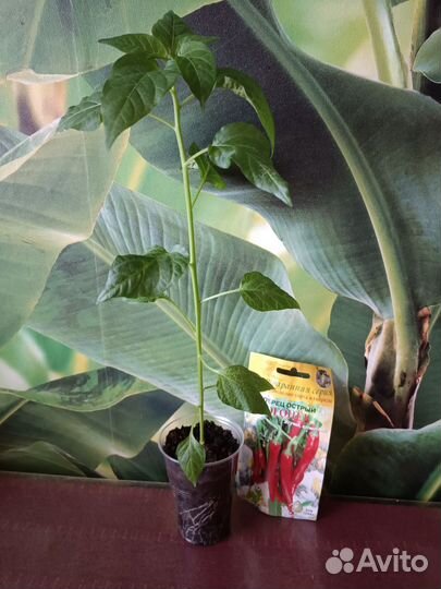 Рассада томатов, перца сладкого,острого,баклажан