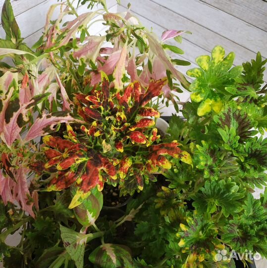 Колеусы вегетативные сортовые