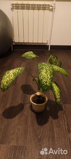 Диффенбахия