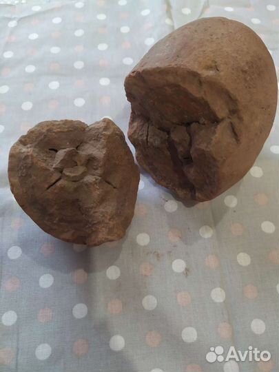 Находка мелового периода