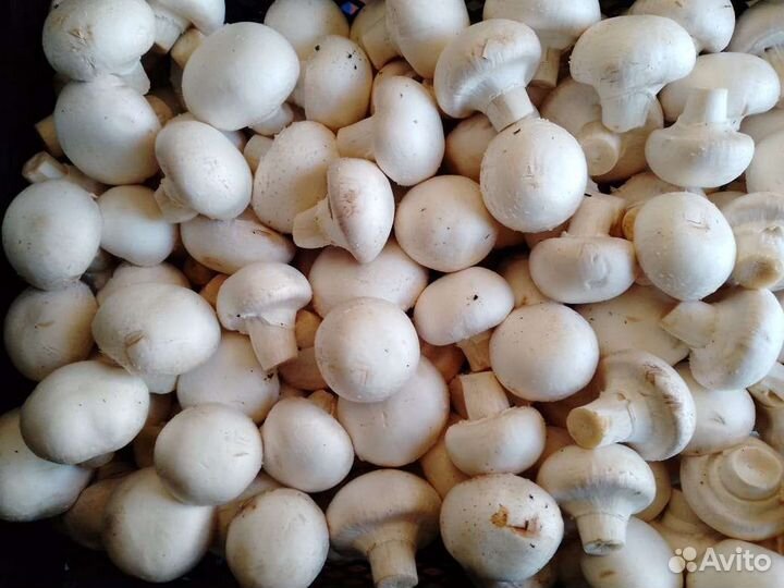 Грибы шампиньоны