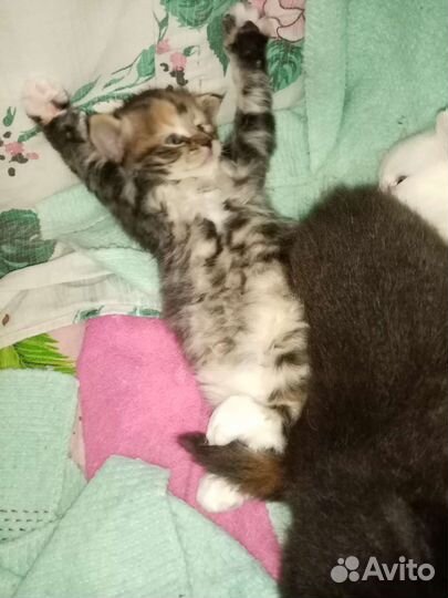 Котята турецкой ангоры