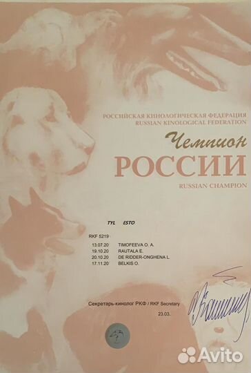 Клуб собак. Оформление документов РКФ