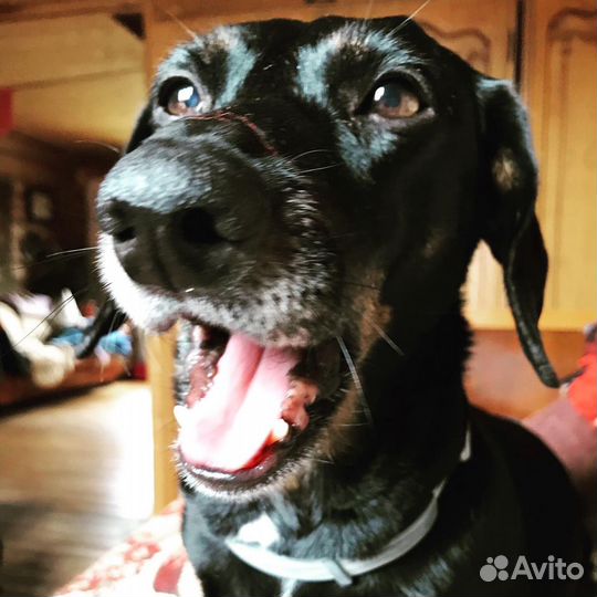 Передержка собак