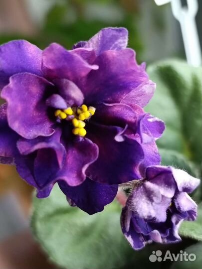 Черенки сортовых фиалок