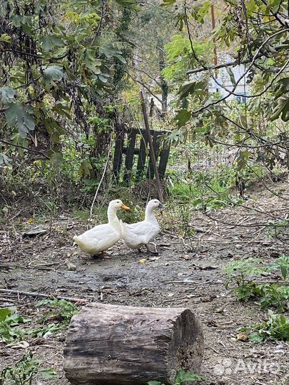 Селезень и утка