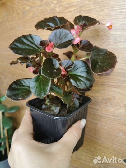Бегония вечноцветущая