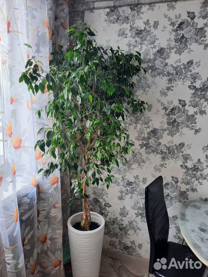 Комнатные растения